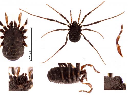 Nemastoma dentigerum